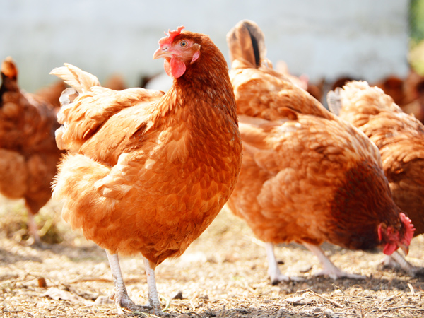 ΢Ԫϵһϵ˫رֳ˫ֵЧӦ