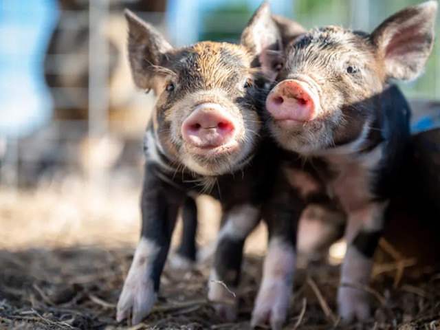 нҪμ⼸Ҫ㣡