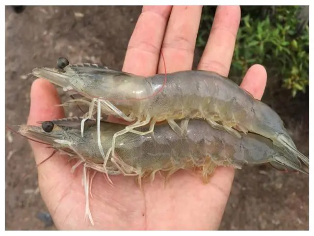 ϺֳʲôʱҪЩϺҪһҪղأ